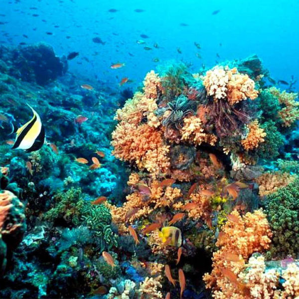 Βγάλτε,γρήγορα,τους,υδρογονάνθρακες,γιατί,τους,τρώνε,τα,μικρόβια