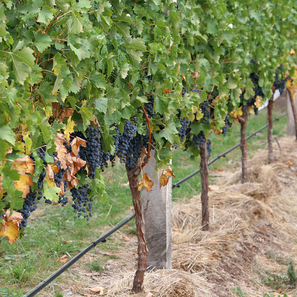 Σταφύλια για τρύγο